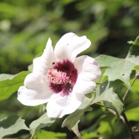 Hibiscus platanifolius (Willd.) Sweet